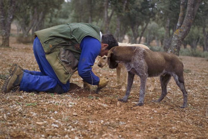 トリュフの収穫者と訓練された犬。